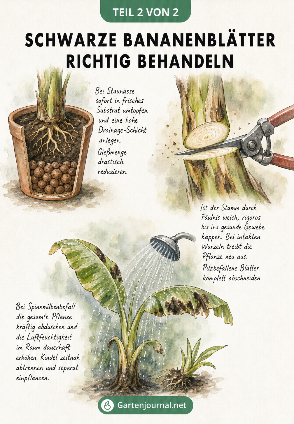 Aquarell-Illustrationen zur Behandlung von schwarzen Bananenblättern: Umtopfen bei Staunässe, Abschneiden von faulen Stämmen und Abduschen bei Spinnmilben.