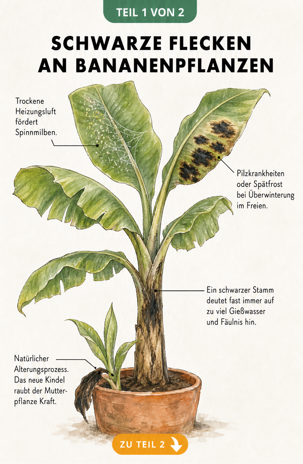 Botanische Illustration einer Bananenpflanze mit schwarzen Flecken an Blättern und Stamm, die Ursachen wie Spinnmilben, Pilzkrankheiten und Fäulnis zeigt.