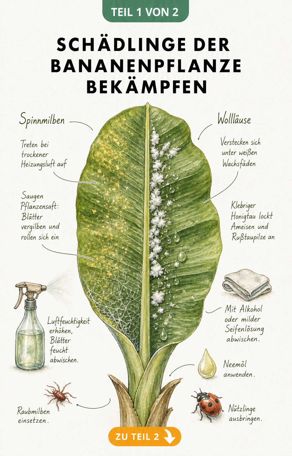 Aquarell-Illustration eines Bananenblatts mit Spinnmilben-Befall und Pflegetipps