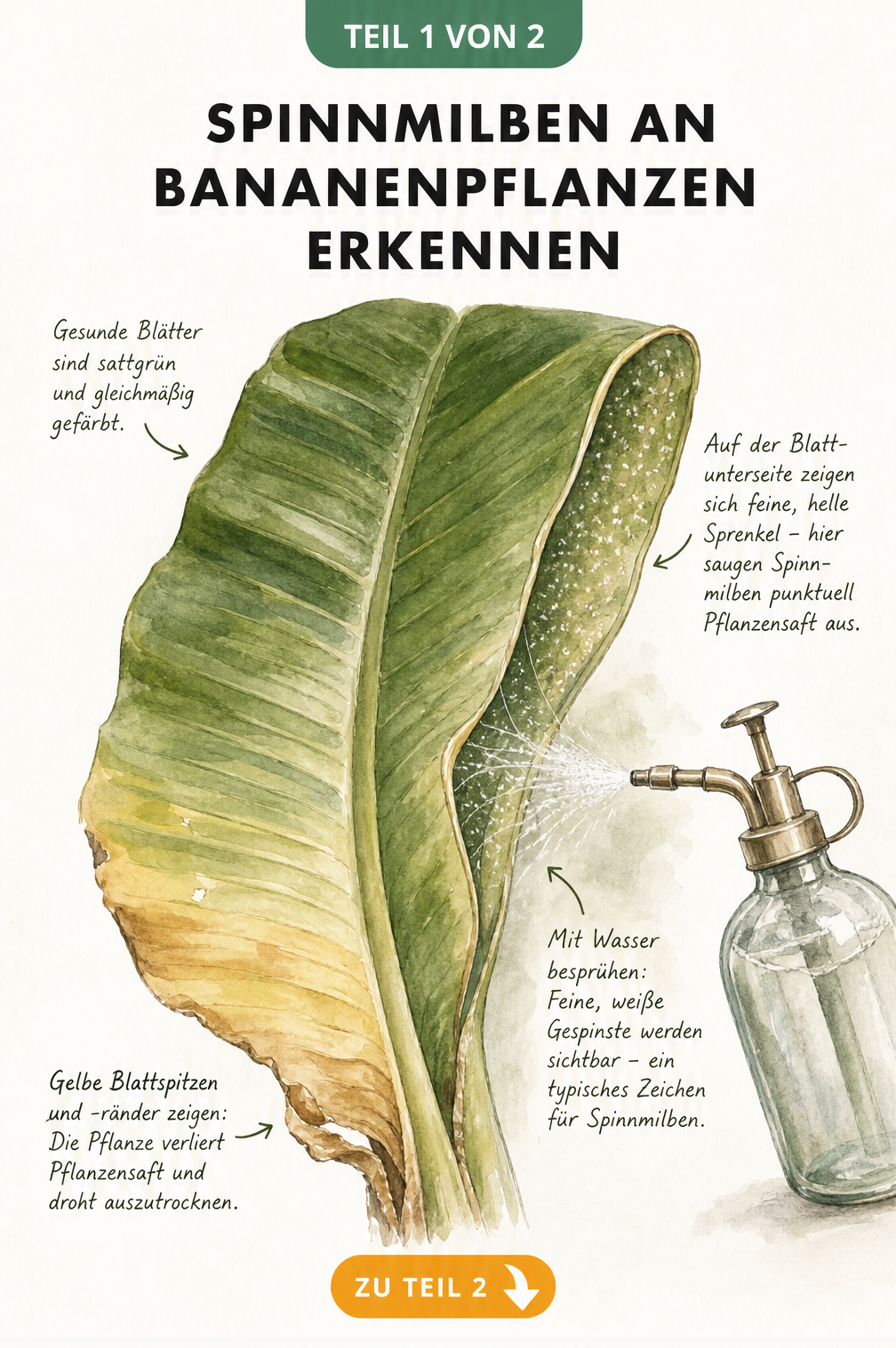 Botanische Illustration eines Bananenblattes mit Spinnmilbenbefall, gelben Verfärbungen und feinen Gespinsten, die durch Wassernebel sichtbar werden.