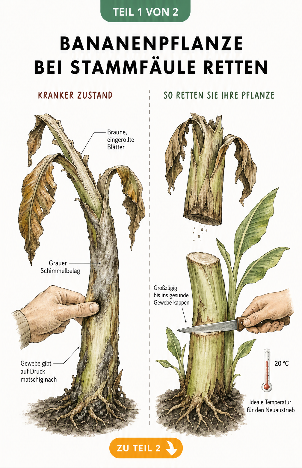 Botanische Illustration einer Bananenpflanze mit Stammfäule und der Rettungsmaßnahme durch einen horizontalen Schnitt