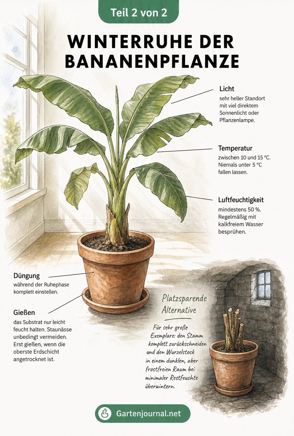 Illustration einer Bananenpflanze im Topf im Haus mit Hinweisen zu Licht, Temperatur, Luftfeuchtigkeit und Bewässerung