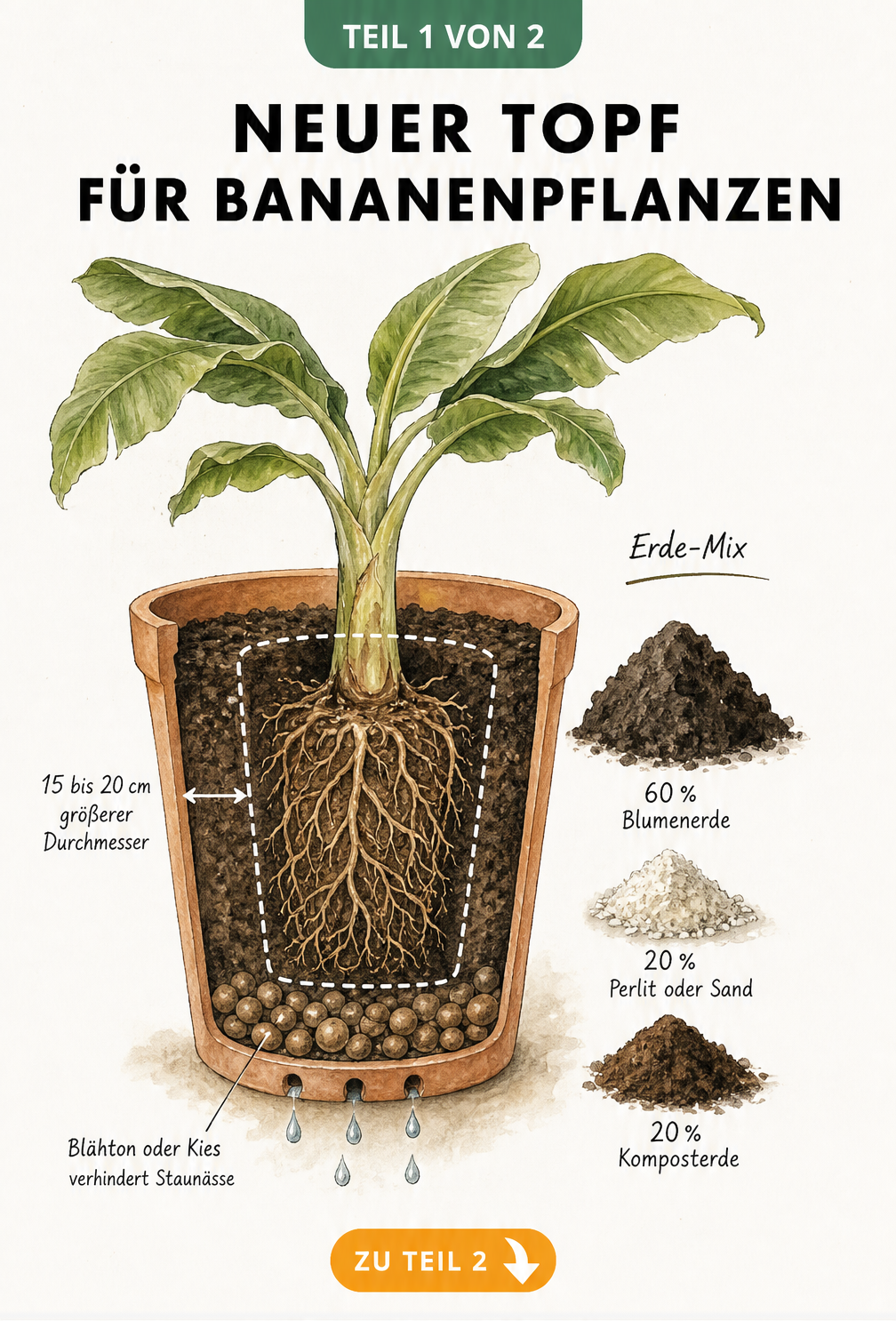 Schnittzeichnung eines Blumentopfs mit Bananenpflanze, die Drainageschicht, Substratmischung und den Größenunterschied zum alten Topf zeigt.