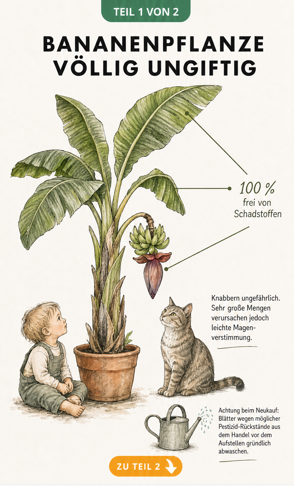 Botanische Illustration einer Bananenpflanze im Topf mit Kleinkind und Katze, die die Ungiftigkeit der Pflanze zeigt.
