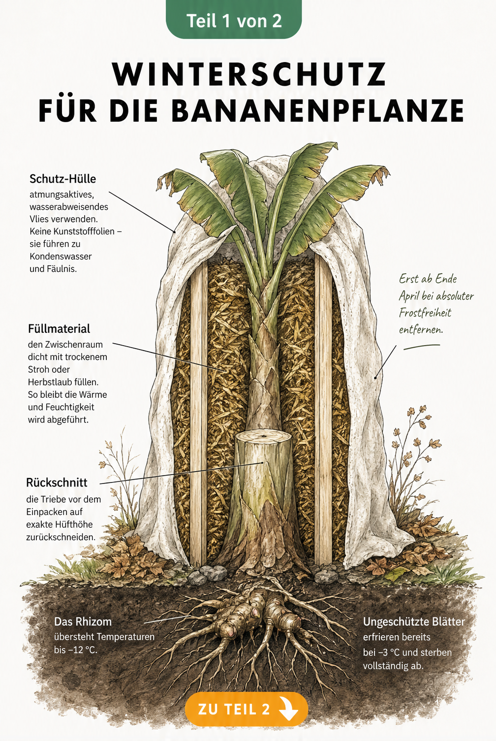 Querschnitt-Illustration einer ausgepflanzten Bananenpflanze im Garten mit Winterschutz aus Holzleisten, Stroh und Vlies