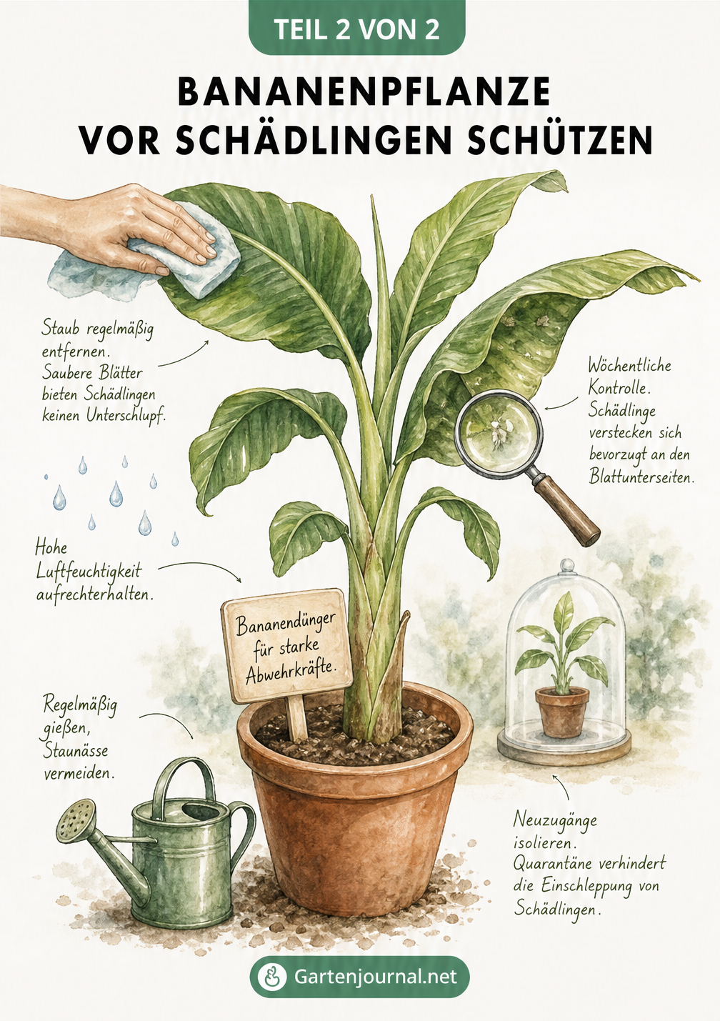 Aquarell-Illustration eines Bananenblatts mit Wollläuse-Befall und Pflegetipps