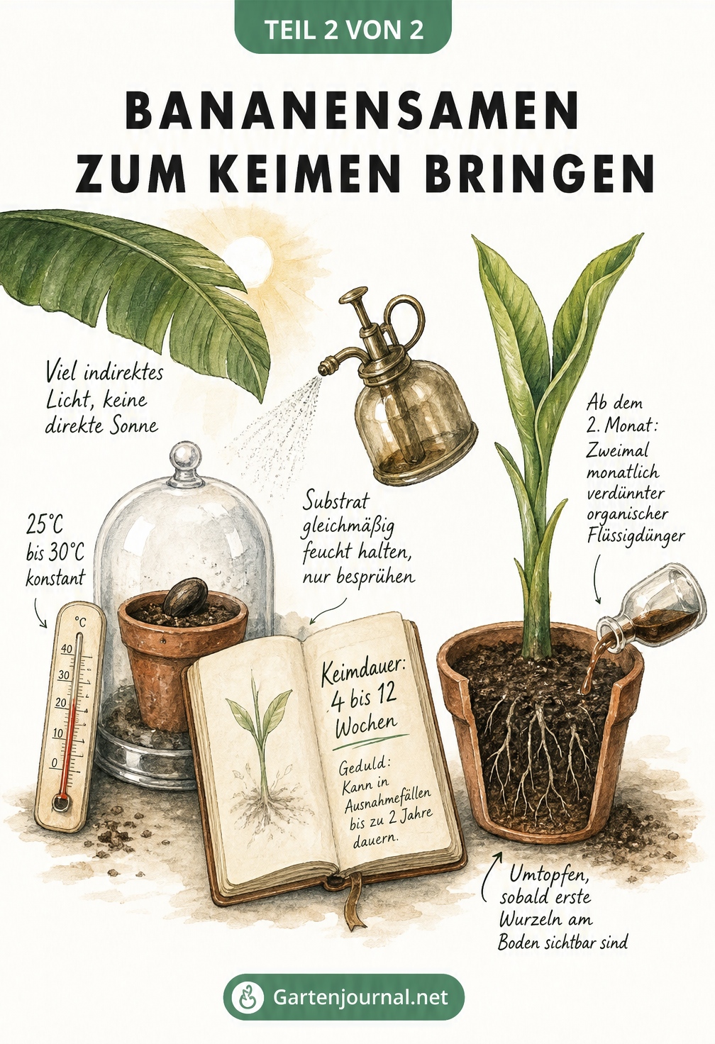 Illustration des Keimprozesses eines Bananensamens unter einer Anzuchtglocke bei 25 bis 30 Grad, mit Hinweisen zur Keimdauer und Pflege bis zum Umtopfen.