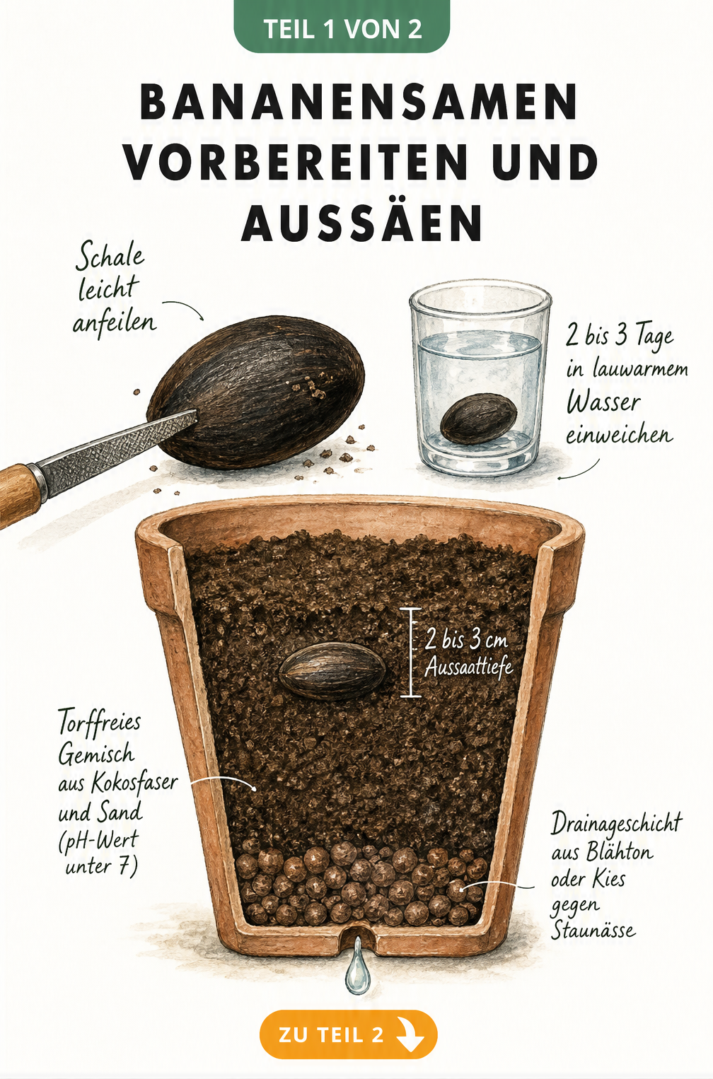 Botanische Illustration eines Bananensamens, der angefeilt und in Wasser eingeweicht wird, bevor er in ein Pflanzgefäß mit Torffreiem Gemisch und...