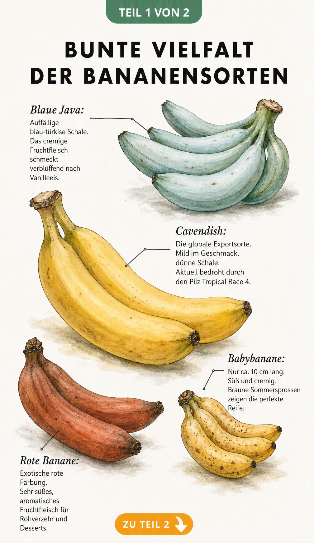 Botanische Illustration von vier Bananensorten: Cavendish, Babybanane, Blaue Java und Rote Banane mit kurzen Beschreibungen