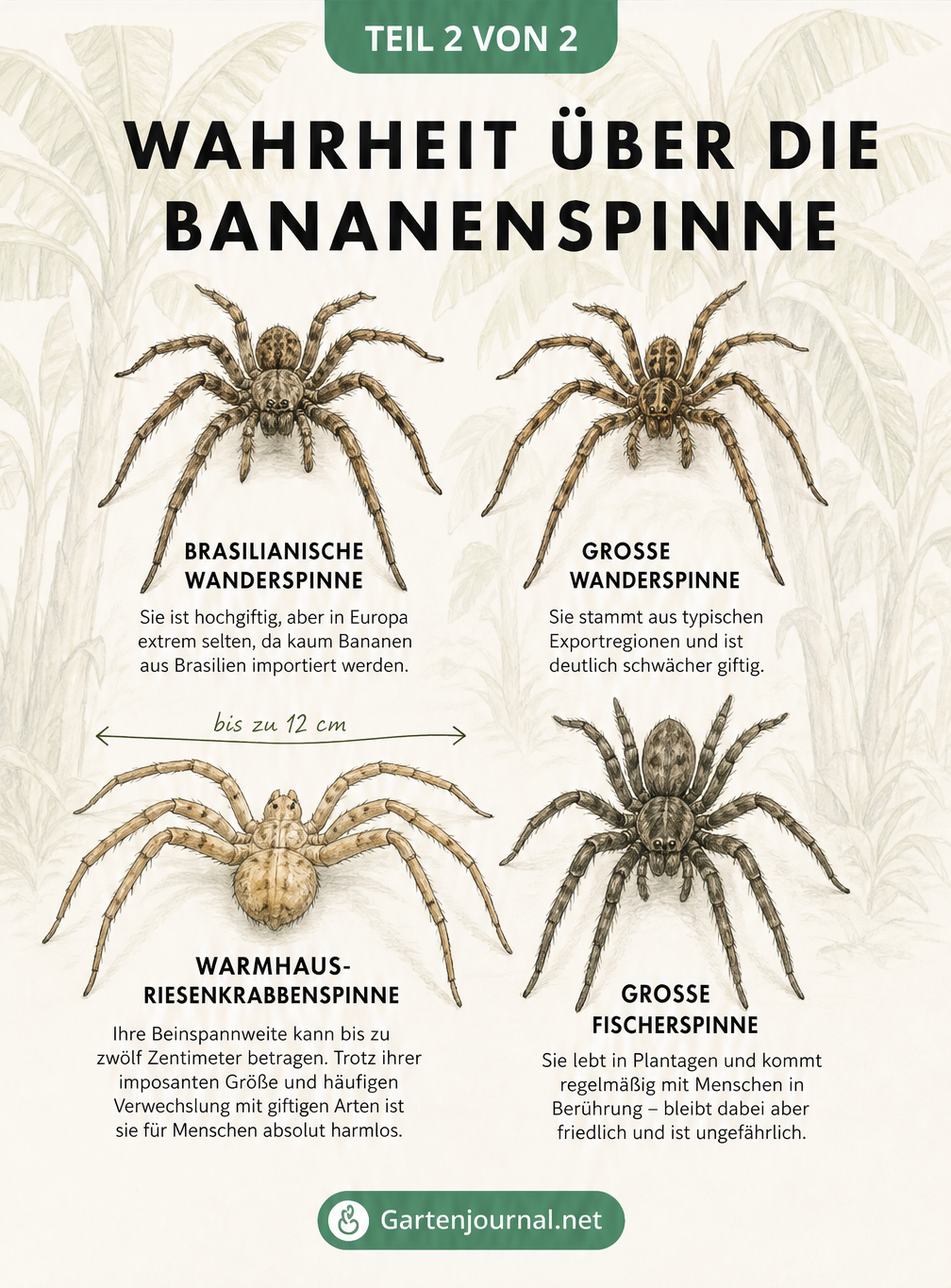 Zoologische Schautafel mit vier handgezeichneten Spinnenarten, darunter die Brasilianische Wanderspinne und die Warmhaus-Riesenkrabbenspinne, mit Erklärungen...