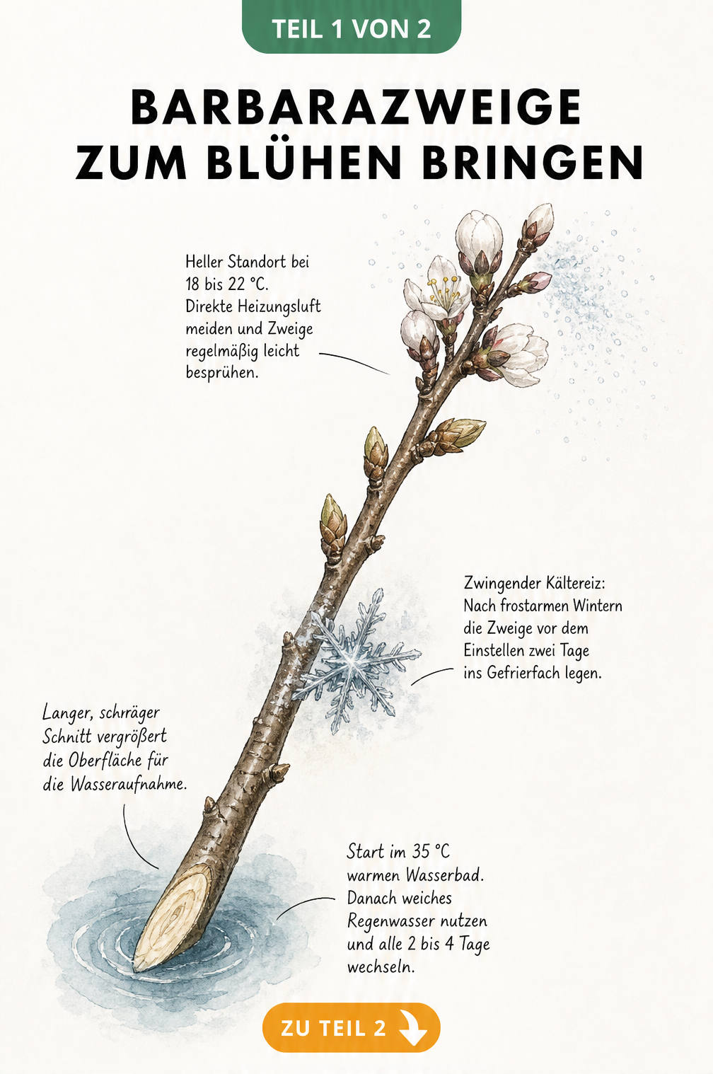 Botanische Illustration eines Kirschzweigs mit Pflegeschritten für Barbarazweige, vom schrägen Anschnitt über das Wasserbad bis zum hellen Standort.