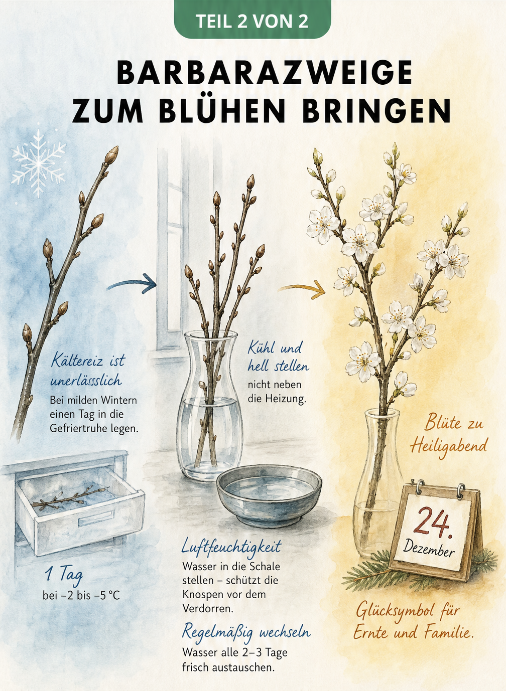Illustration des Pflegeverlaufs von Barbarazweigen vom Kältereiz in der Gefriertruhe über die Vase im kühlen Raum bis zur vollen Blüte