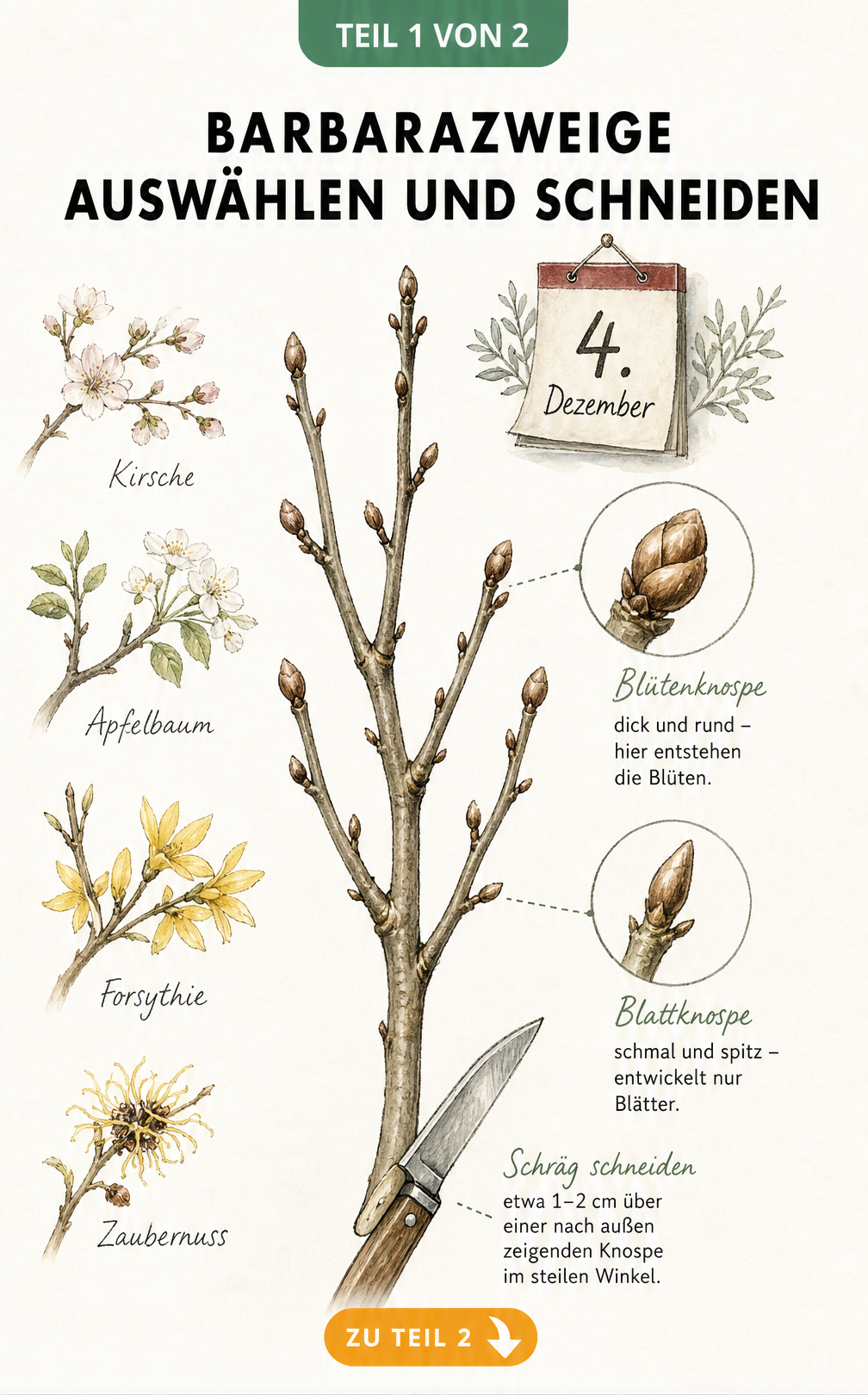 Botanische Zeichnung eines Barbarazweigs mit Vergrößerung von Blüten- und Blattknospen sowie einem Gärtnermesser beim schrägen Anschnitt