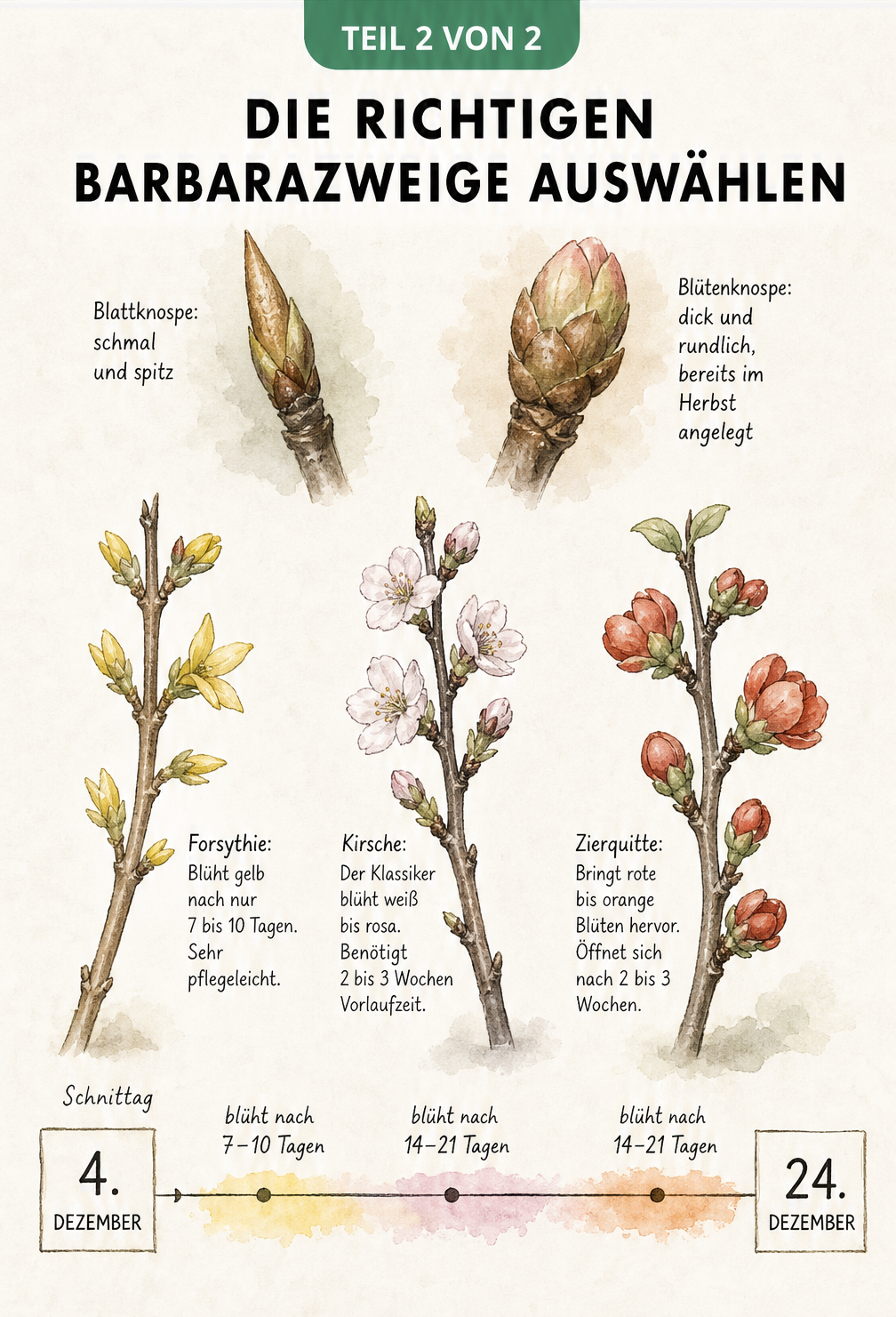 Gegenüberstellung von Blatt- und Blütenknospen sowie drei Zweigarten: Forsythie, Kirsche und Zierquitte mit Zeitstrahl für die Blüte.