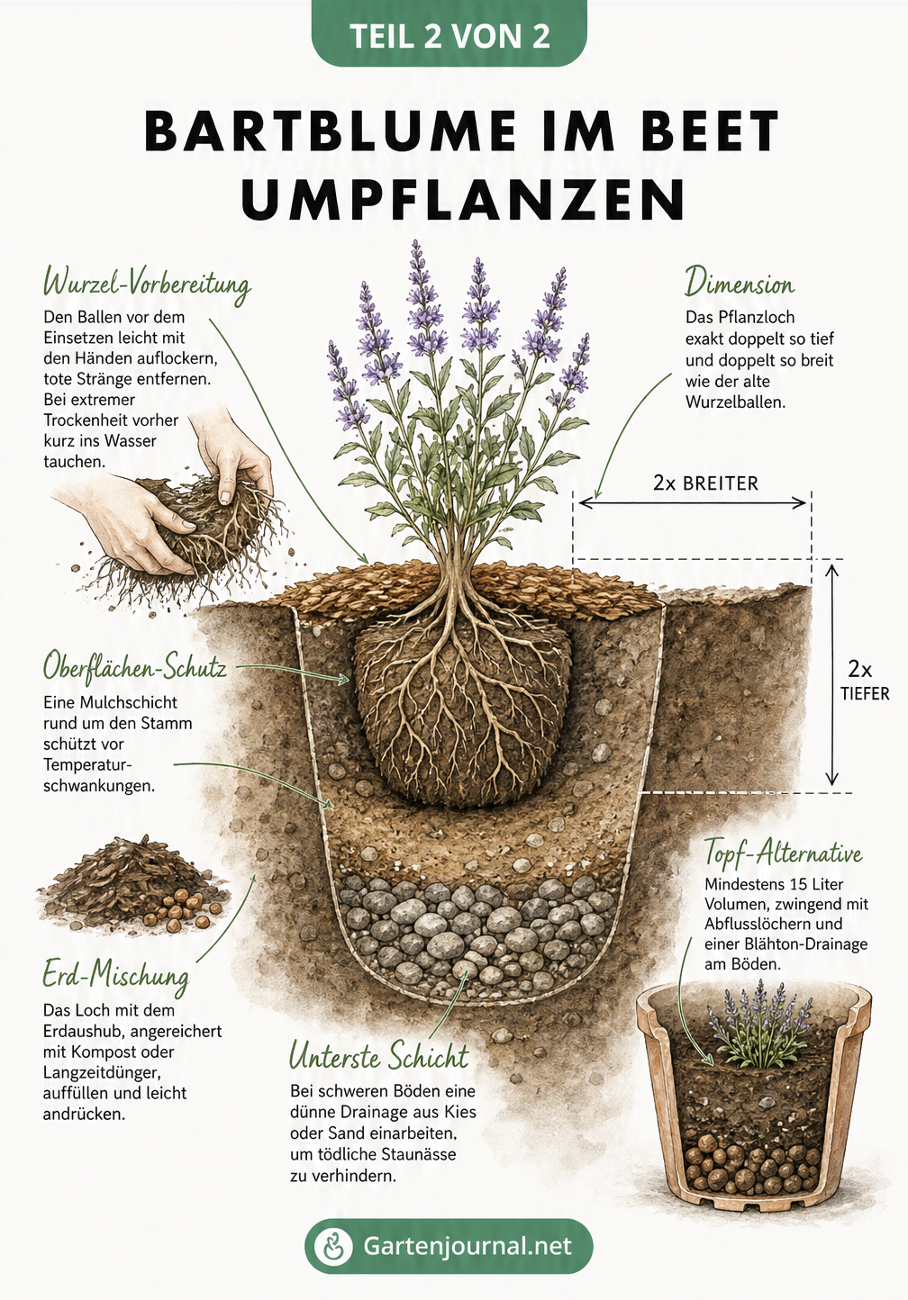 Querschnitts-Zeichnung eines Erdprofils beim Einpflanzen einer Bartblume im Beet