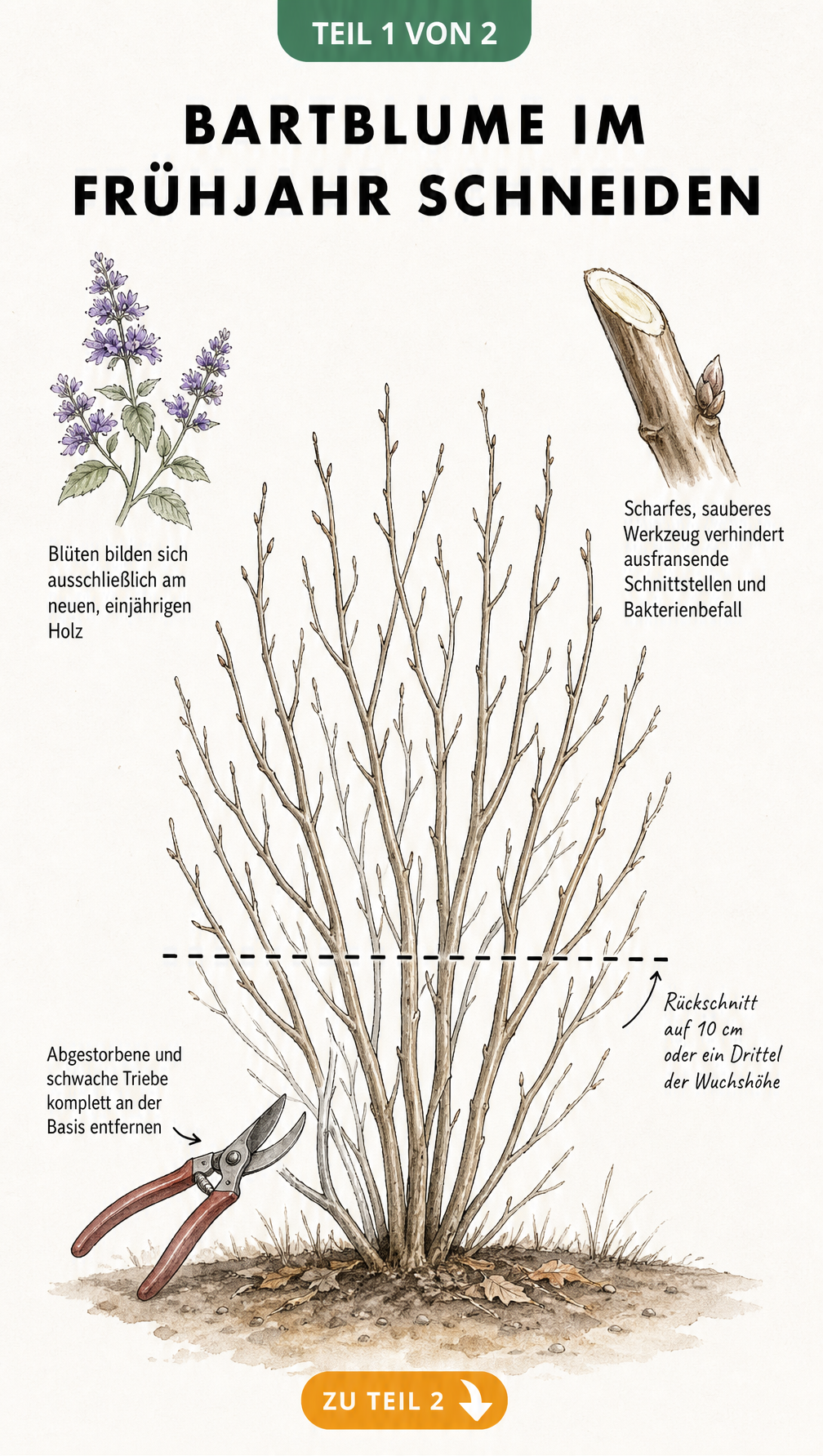 Botanische Illustration einer kahlen Bartblume im Frühjahr mit Schnittlinie auf 10 cm Höhe und Hinweisen zum Entfernen schwacher Triebe.