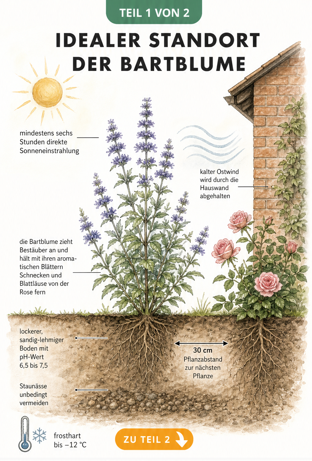Querschnitt einer Bartblume im Garten mit idealem Standort, Bodenbeschaffenheit und Pflanzabstand
