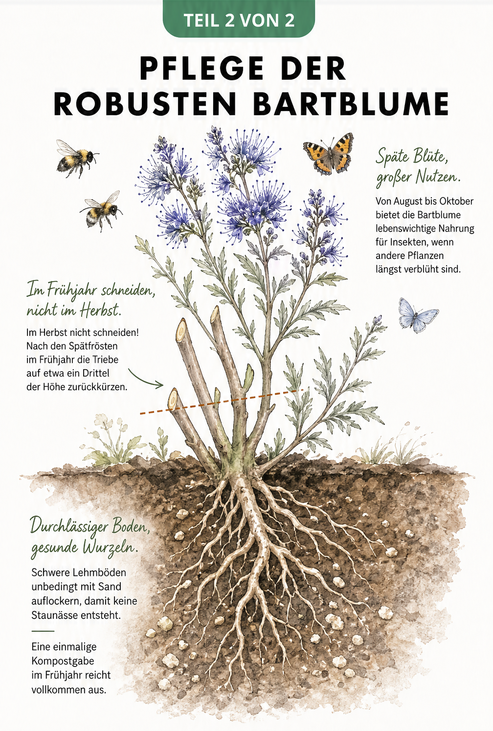 Querschnitt durch den Gartenboden mit einer Bartblume, der die Bodenbeschaffenheit, den Rückschnitt im Frühjahr und Insekten an den Blüten zeigt.