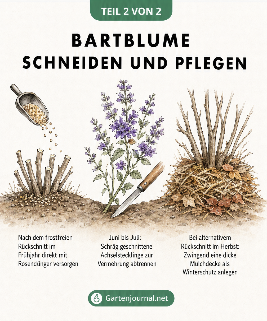 Aquarell-Illustration der Bartblume im Jahresverlauf: Rückschnitt und Düngung im Frühjahr, Stecklingsschnitt im Sommer und Mulchdecke im Herbst.