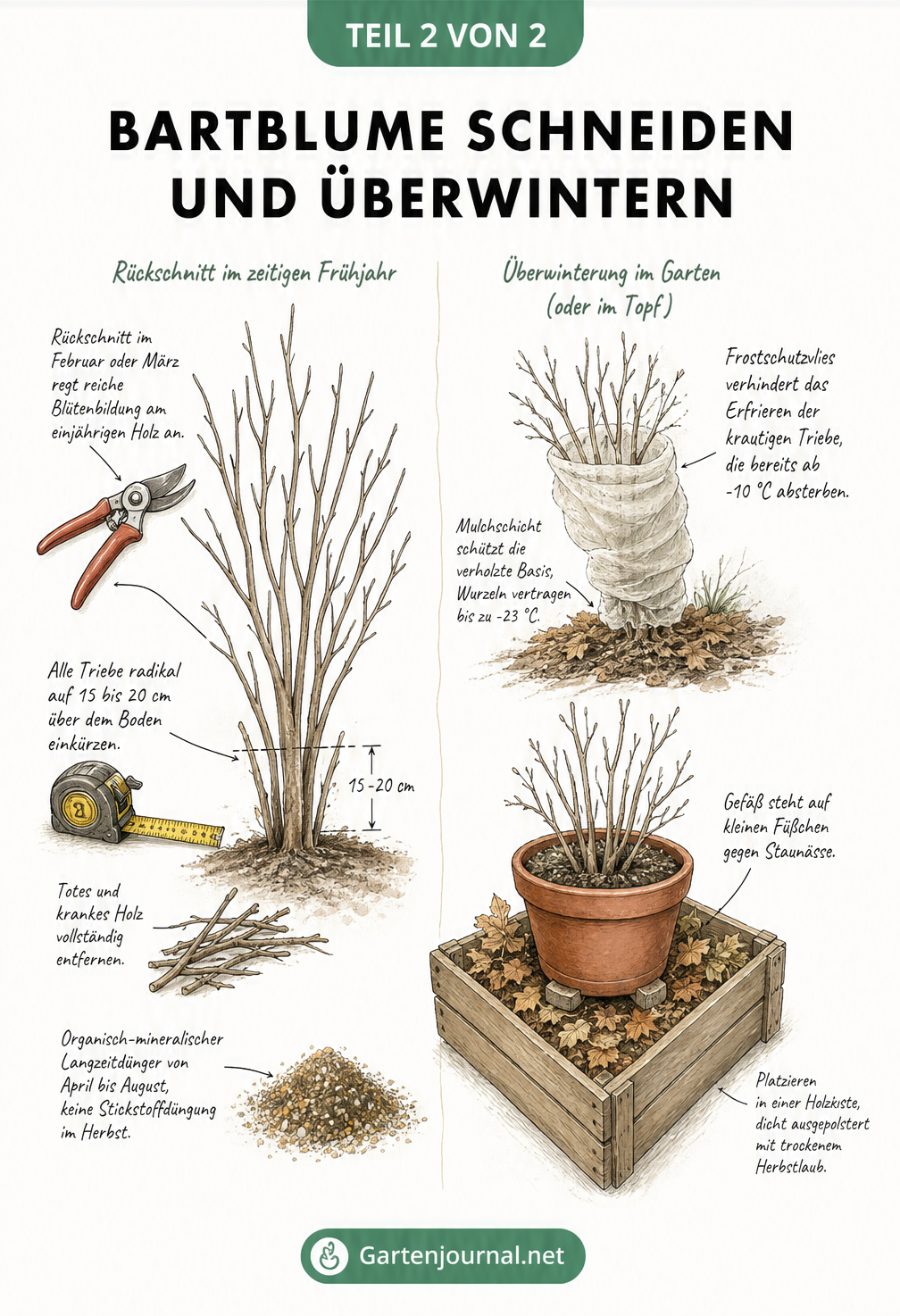 Illustration zum Rückschnitt der Bartblume im Frühjahr und zur Überwinterung im Topf mit Frostschutz.