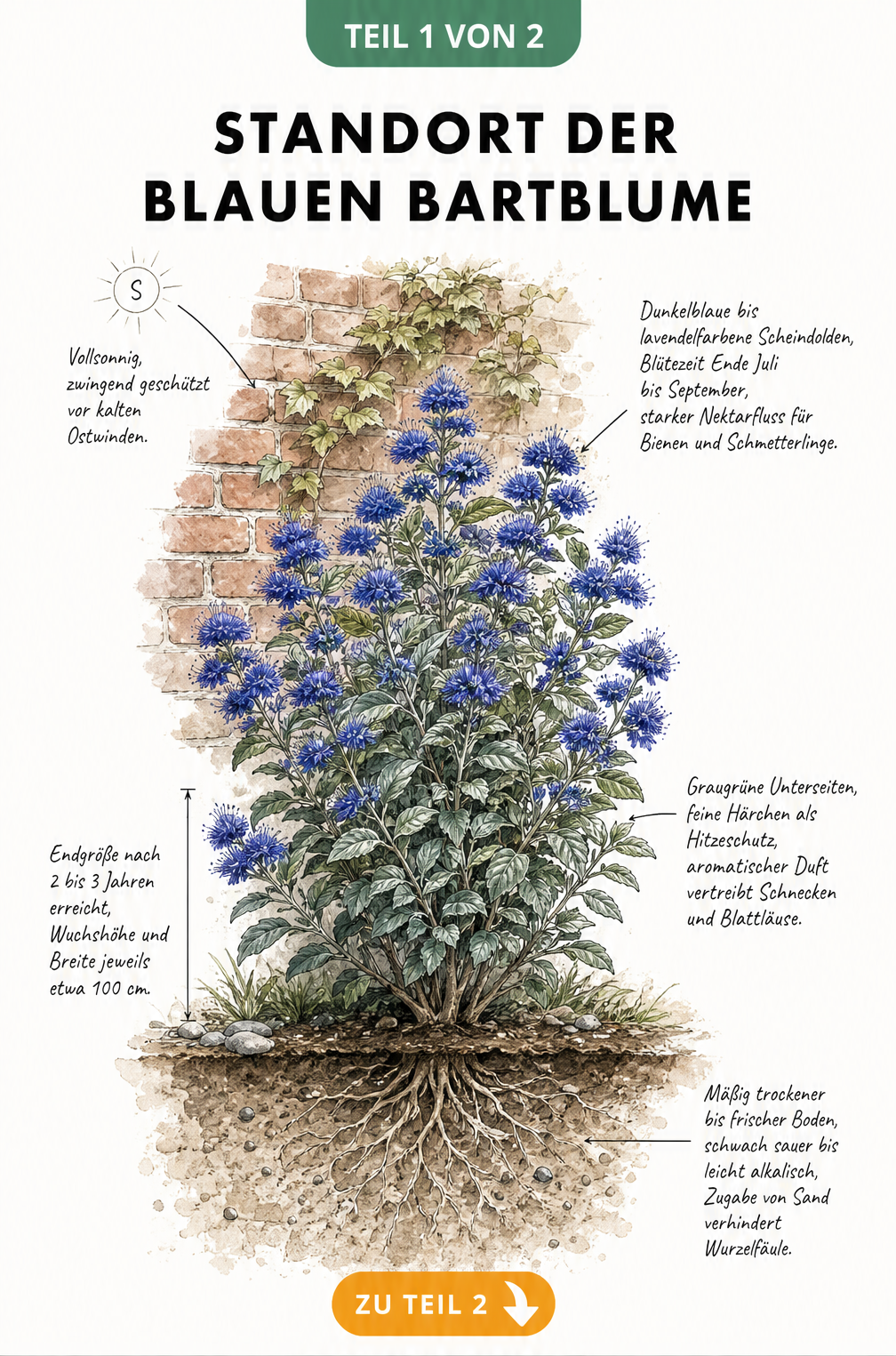 Botanische Illustration der blauen Bartblume vor einer Backsteinmauer mit Details zu Standort, Wuchs und Bodenansprüchen.