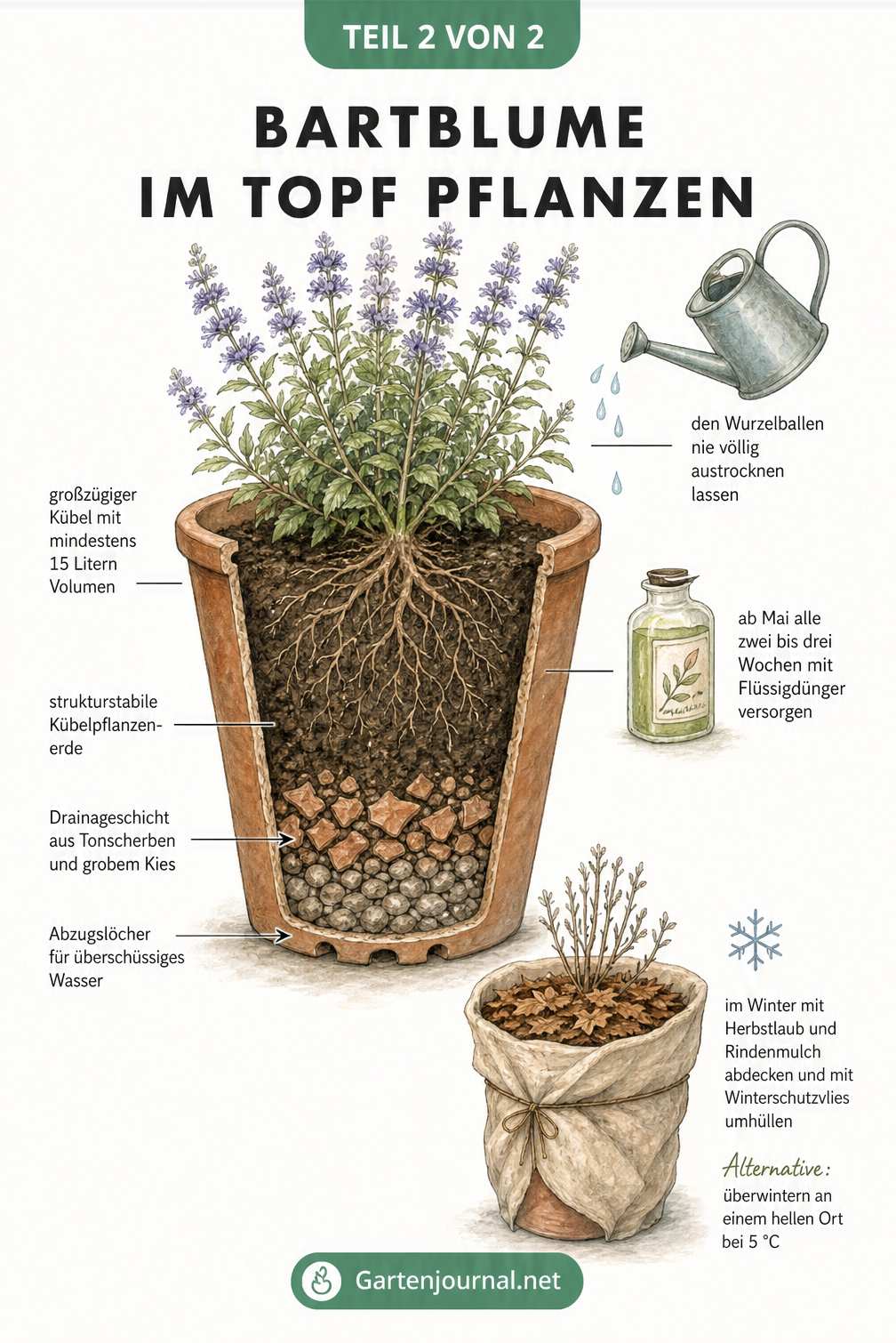 Schnittgrafik eines Pflanzkübels mit einer Bartblume, Drainageschicht und Pflegehinweisen