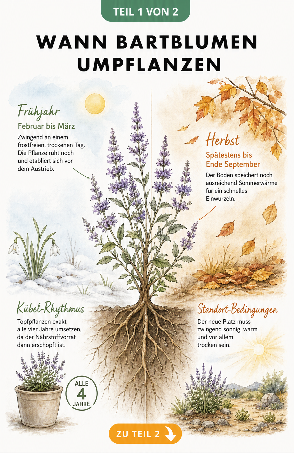 Jahreszeiten-Grafik zum Umpflanzen der Bartblume im Frühjahr und Herbst