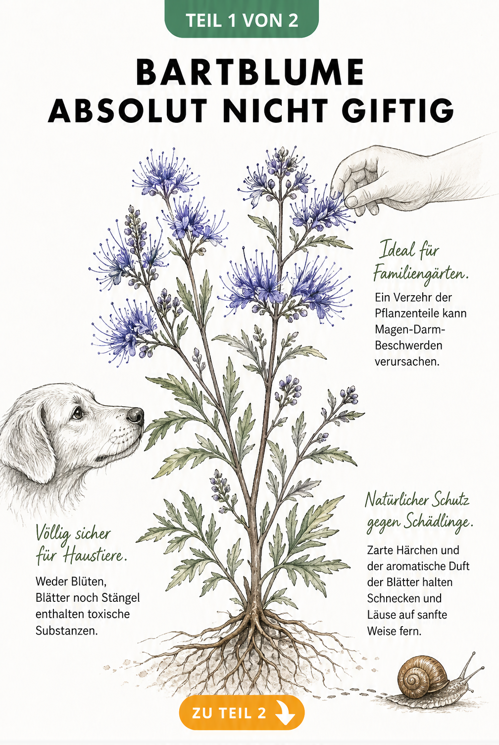 Botanische Illustration einer blühenden Bartblume mit Hund und Schnecke, die zeigt, dass die Pflanze ungiftig für Tiere ist und Schädlinge abwehrt.