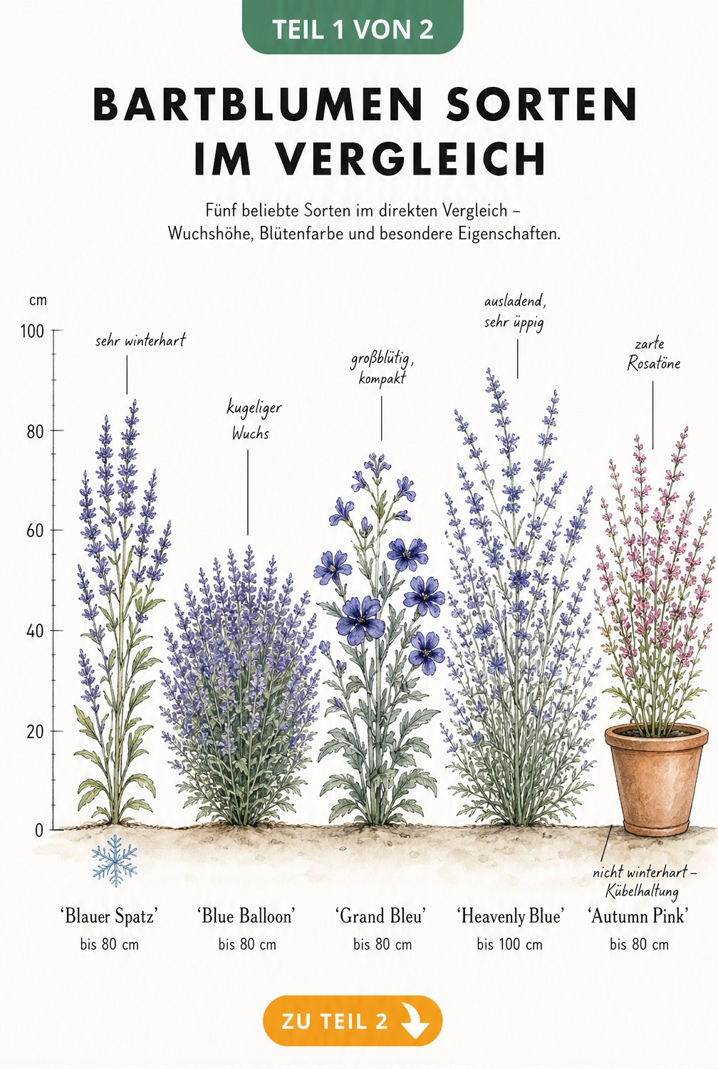 Botanische Illustration von fünf Bartblumen-Sorten im Vergleich mit Wuchshöhe und Blütenfarbe
