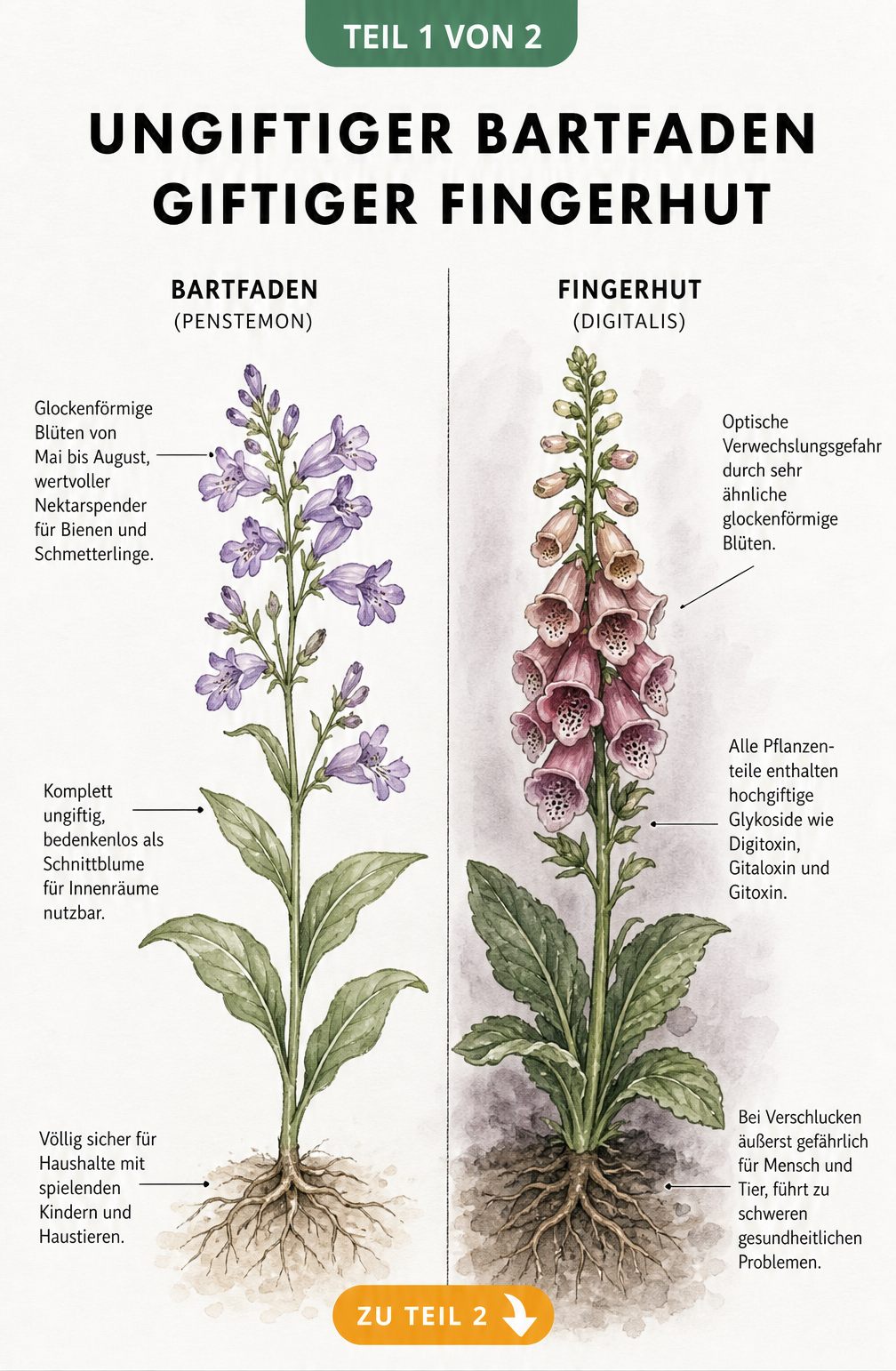 Botanische Illustration: Vergleich zwischen dem ungiftigen Bartfaden und dem giftigen Fingerhut mit Fokus auf Blüten und Blätter.