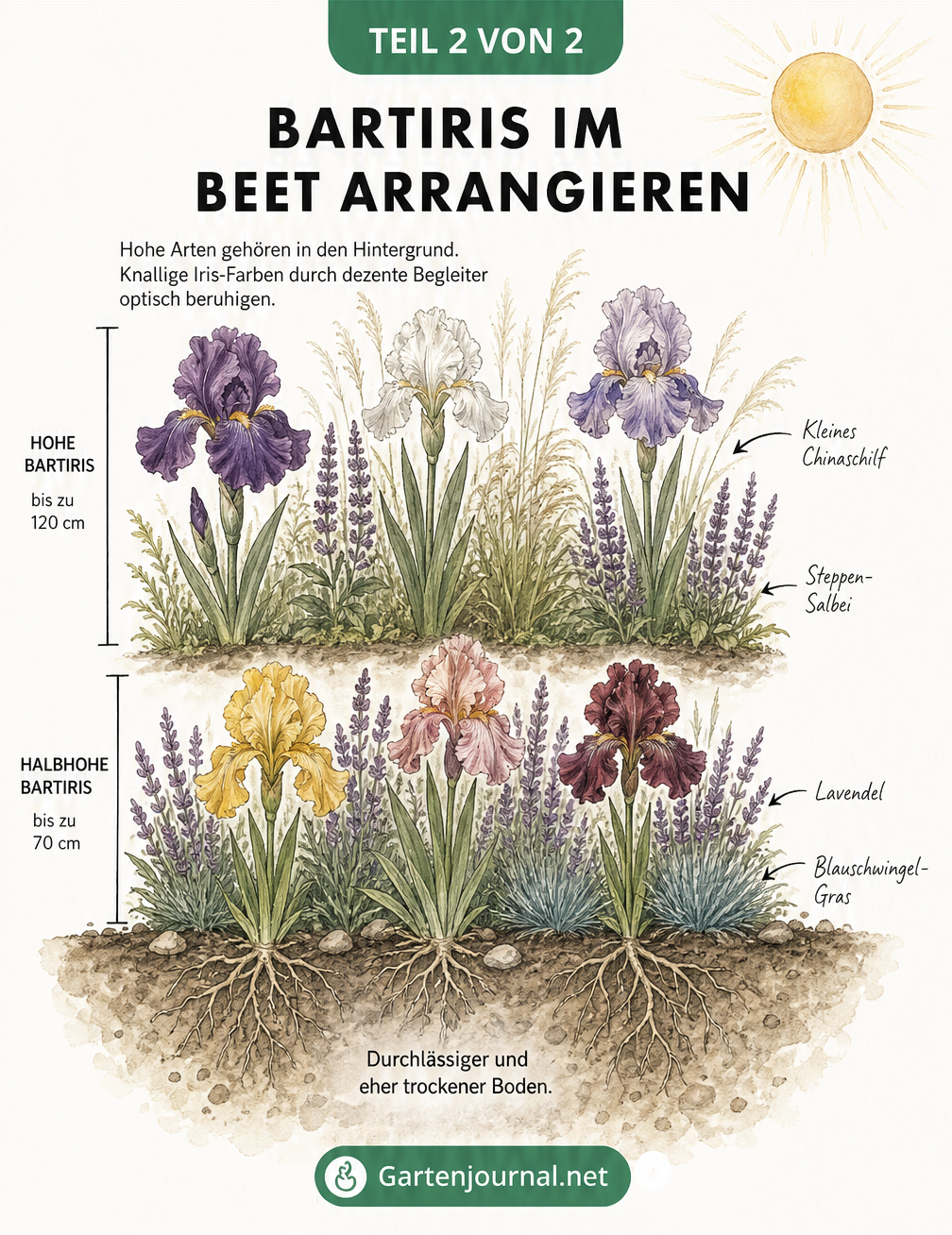 Querschnitt eines Gartenbeets mit hohen Bartiris im Hintergrund, halbhohen im Vordergrund sowie passenden Begleitpflanzen in durchlässigem Boden.