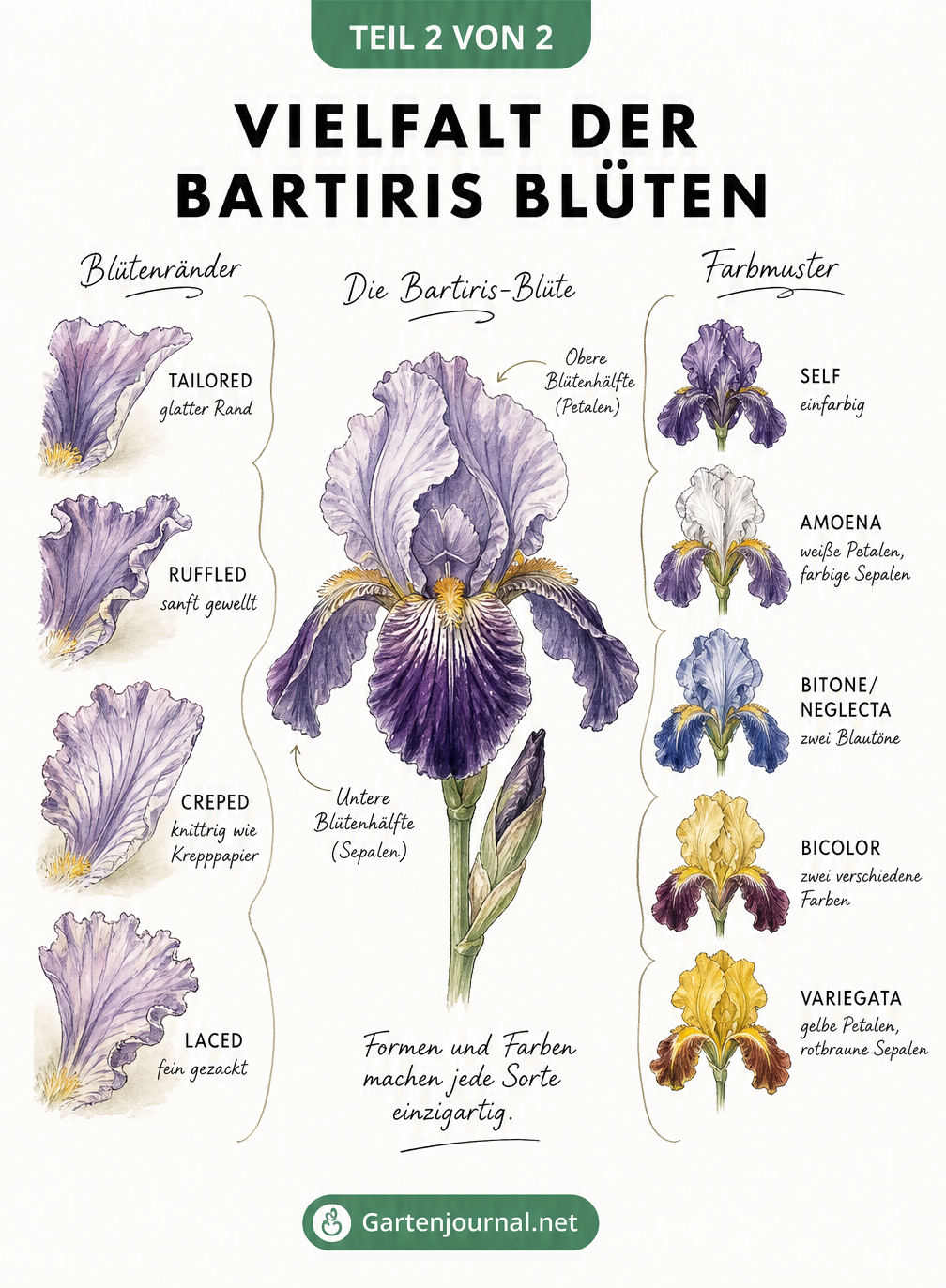 Illustration der Blütenformen und Farbmuster von Bartiris mit Details zu Petalen und Sepalen