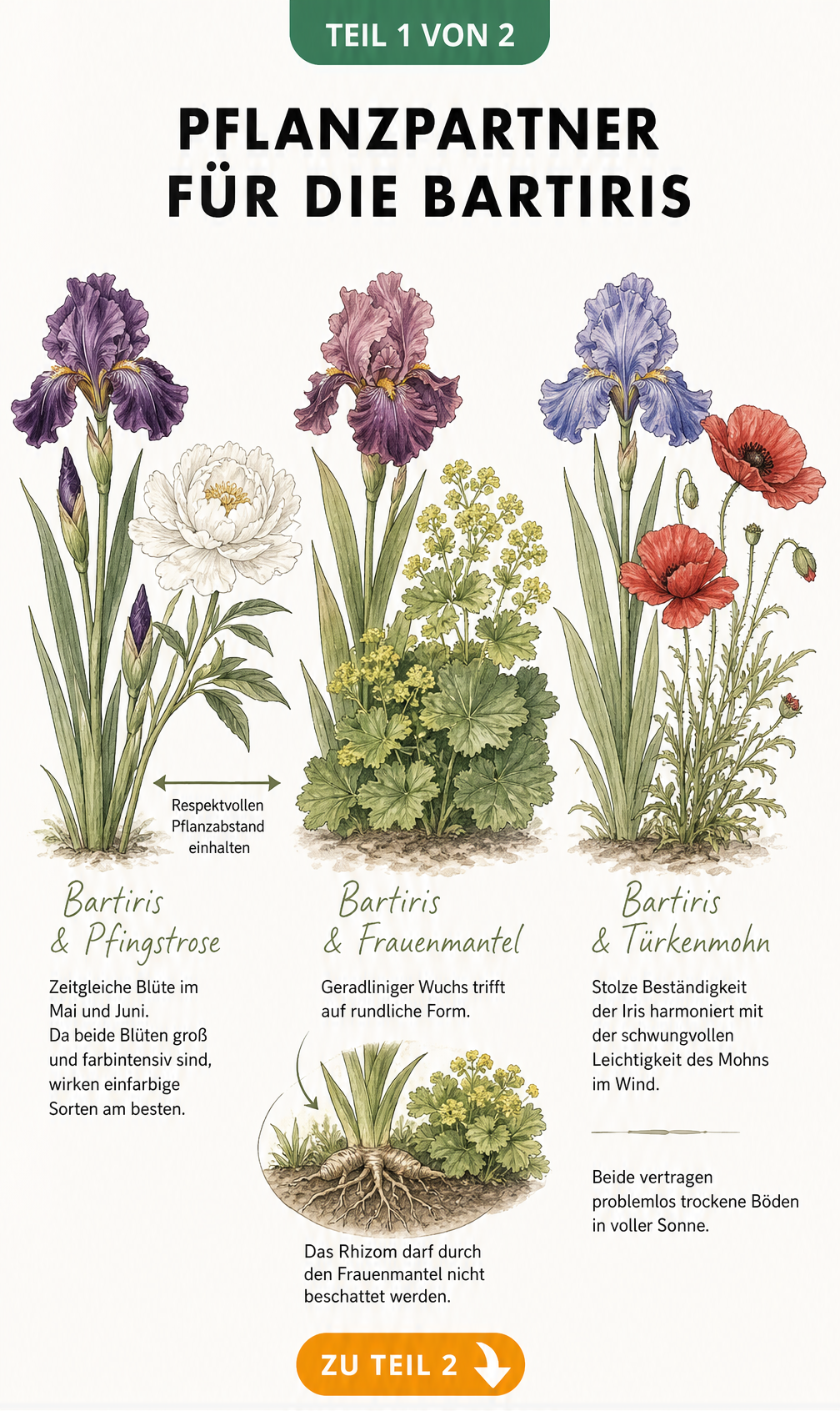 Illustration von drei Pflanzpartnern für die Bartiris: Pfingstrose, Frauenmantel und Türkenmohn mit Hinweisen zu Blütezeit und Wuchsform.