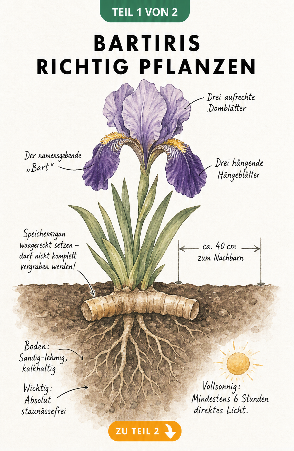 Botanische Illustration einer Bartiris mit Querschnitt durch das Erdreich, der das waagerecht gepflanzte Rhizom und die Wurzeln zeigt.