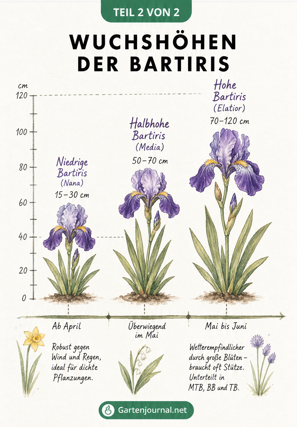 Skizze von drei unterschiedlich großen Bartiris-Pflanzen mit Messlatte und Zeitstrahl der Blütezeit.