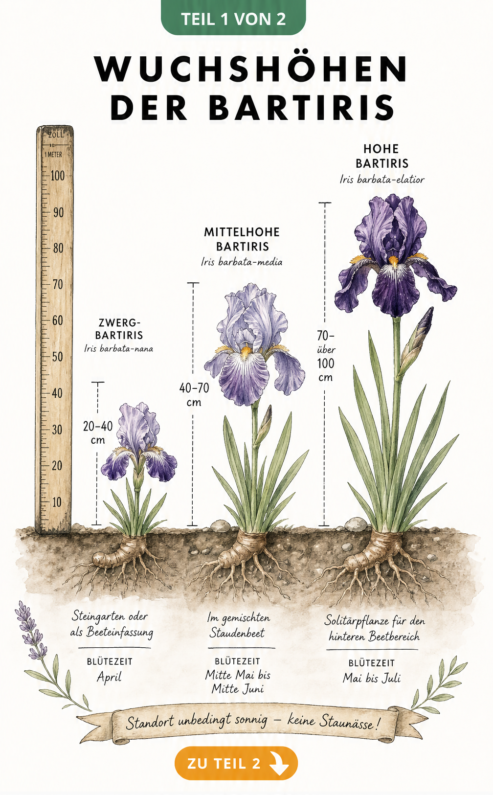 Botanische Illustration der Wuchshöhen von Zwerg-Bartiris, Mittelhoher Bartiris und Hoher Bartiris im Beet