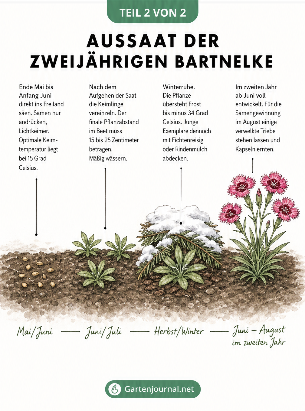 Illustration der vier Entwicklungsstadien der zweijährigen Bartnelke von der Aussaat über die Keimung und Winterruhe bis zur Blüte.