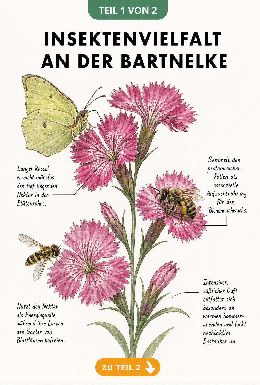 Botanische Illustration einer Bartnelke mit Zitronenfalter, Sandbiene und Schwebfliege bei der Nektar- und Pollensuche