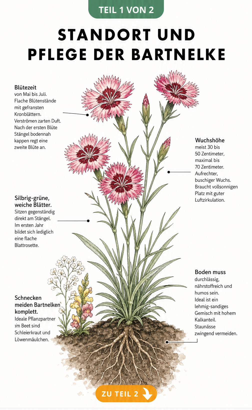 Botanische Illustration einer blühenden Bartnelke mit Wurzelballen, die Standort, Wuchshöhe, Blütezeit und Bodenansprüche zeigt.