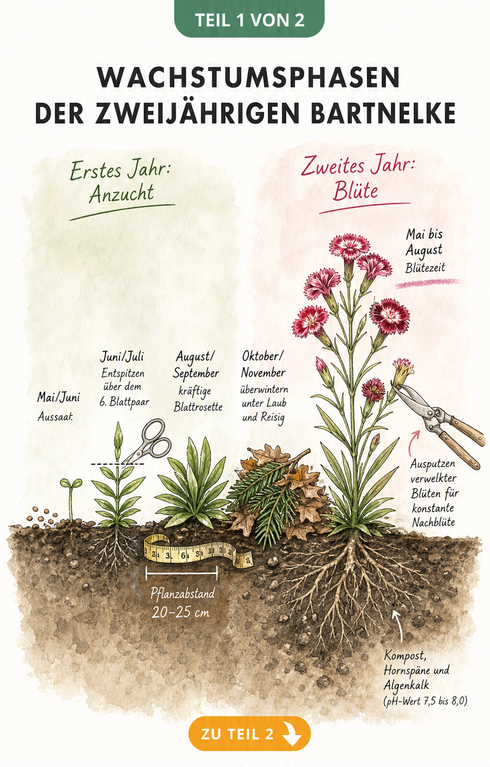 Illustration der Wachstumsphasen einer zweijährigen Bartnelke von der Anzucht bis zur Blüte
