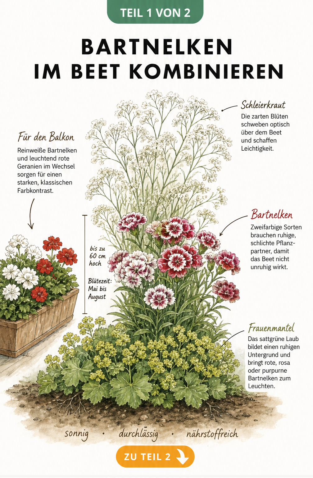 Botanische Illustration eines Staudenbeets mit Bartnelken, Schleierkraut und Frauenmantel sowie einem Balkonkasten mit Geranien.