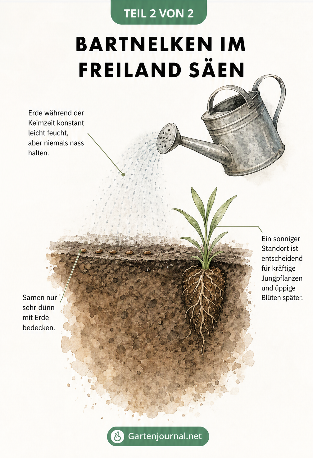 Querschnitt eines Gartenbeets mit Bartnelken-Samen, Gießkanne und einer Jungpflanze