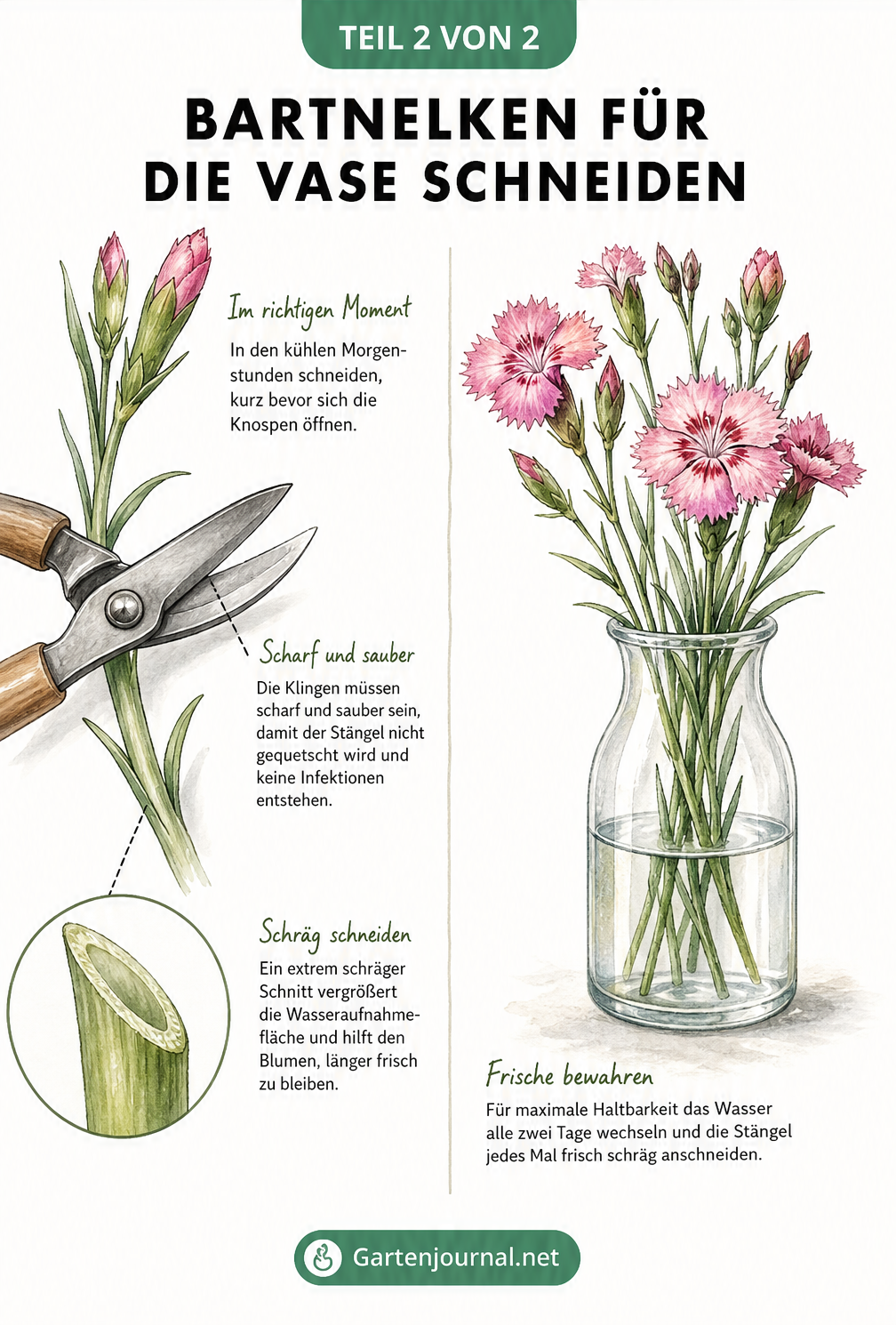 Aquarell-Illustration einer Gartenschere beim schrägen Anschnitt eines Bartnelkenstiels und geschnittene Blumen in einer Glasvase