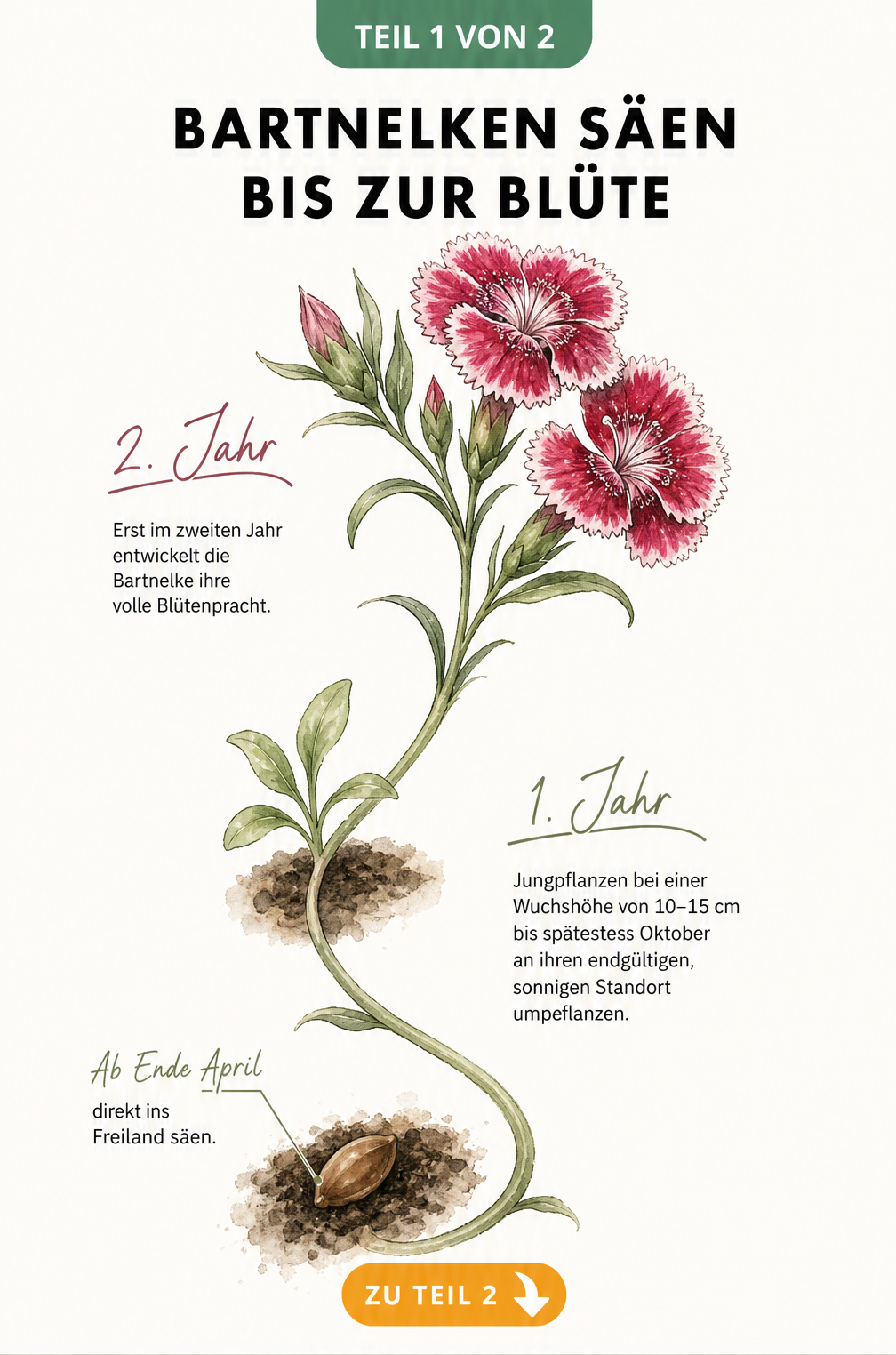 Aquarell-Illustration des zweijährigen Lebenszyklus der Bartnelke von der Aussaat bis zur Blüte