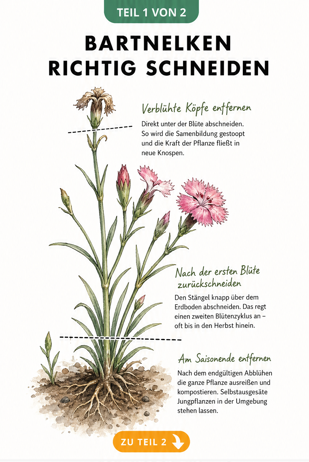 Botanische Illustration einer Bartnelke mit Markierungen für den richtigen Schnitt an Blüten, Stängel und Wurzel