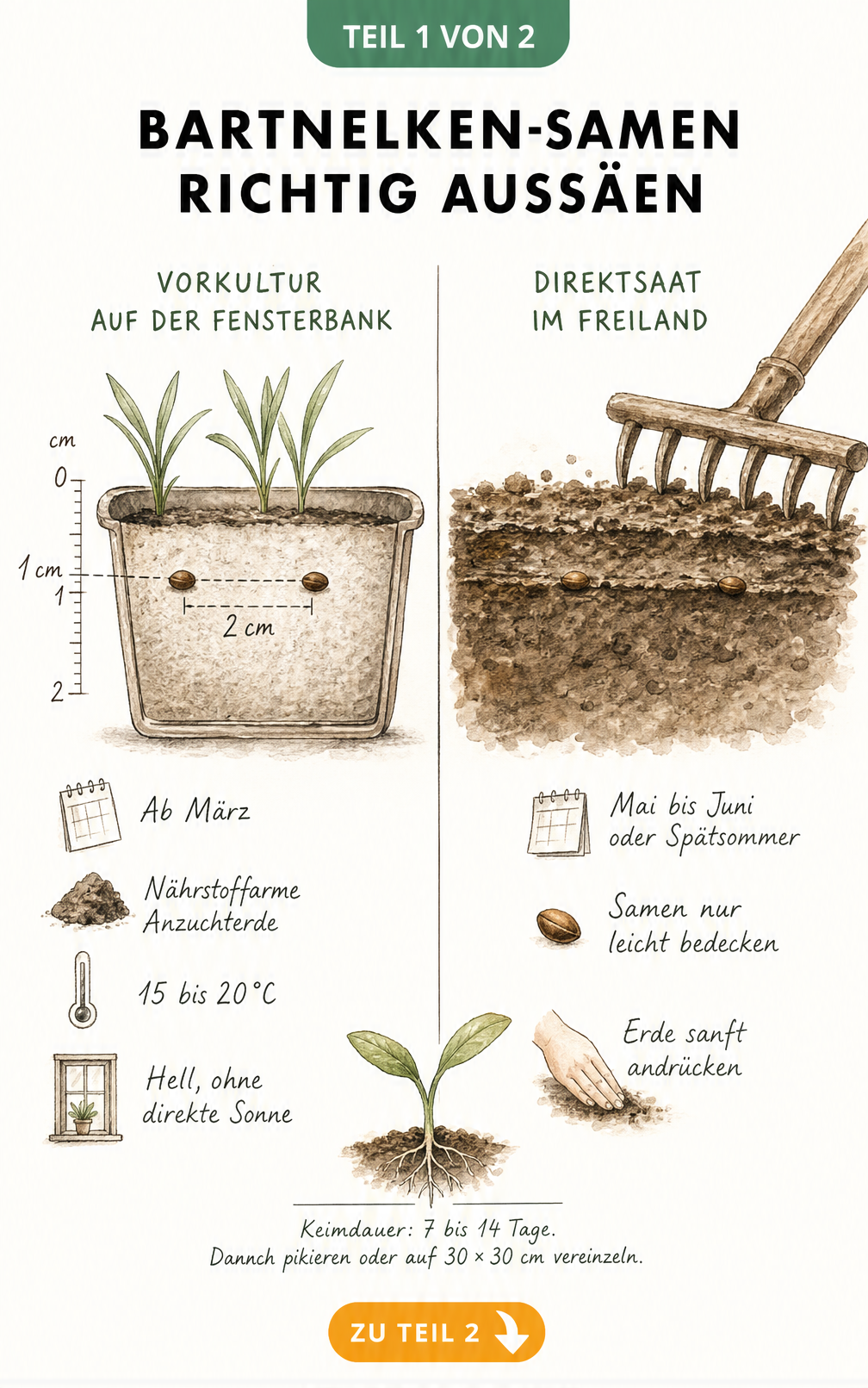 Botanische Illustration zur Aussaat von Bartnelken-Samen: Vorkultur auf der Fensterbank und Direktsaat im Freiland im Querschnitt.