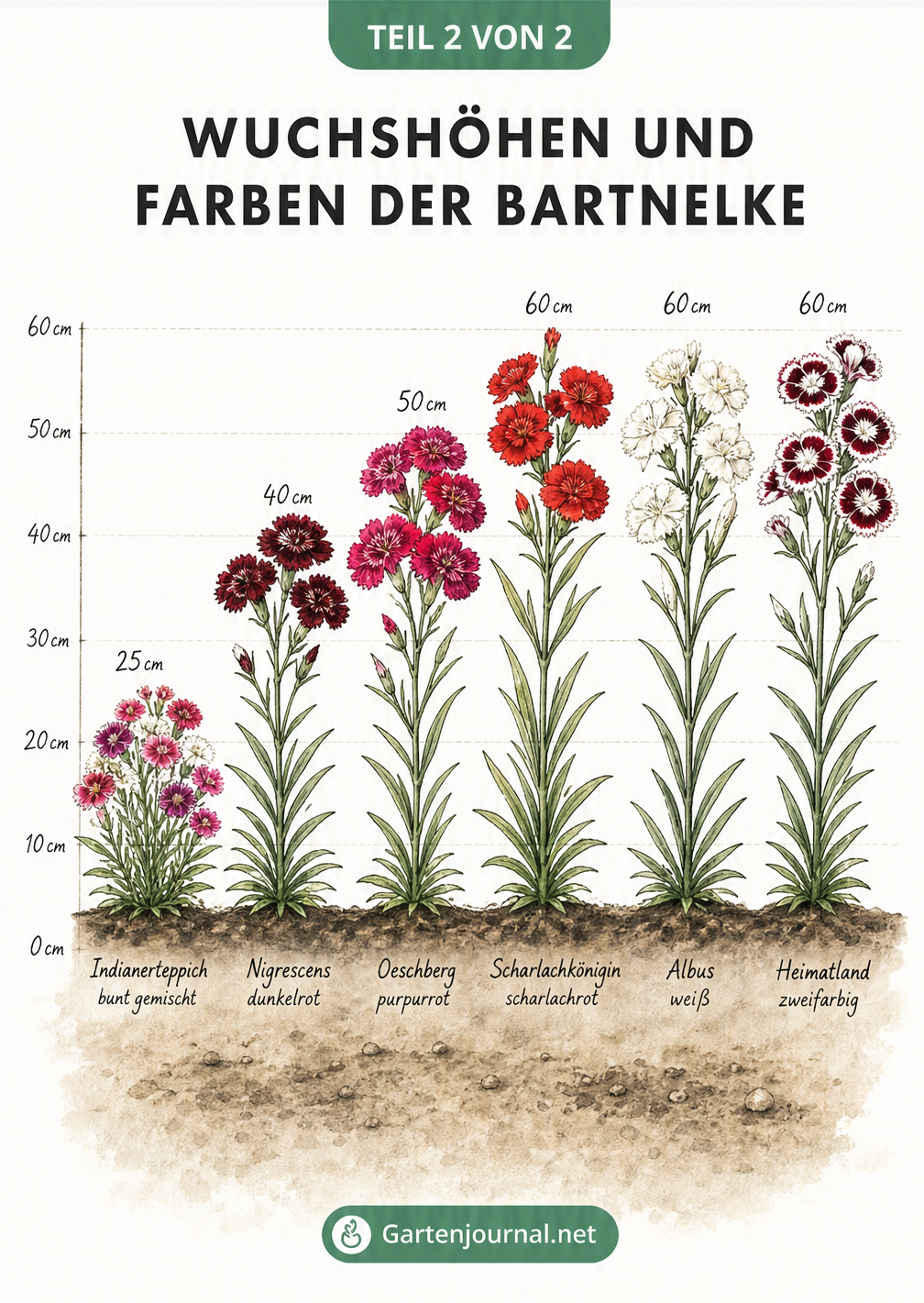 Übersicht verschiedener Bartnelken-Sorten mit ihren Wuchshöhen und Blütenfarben