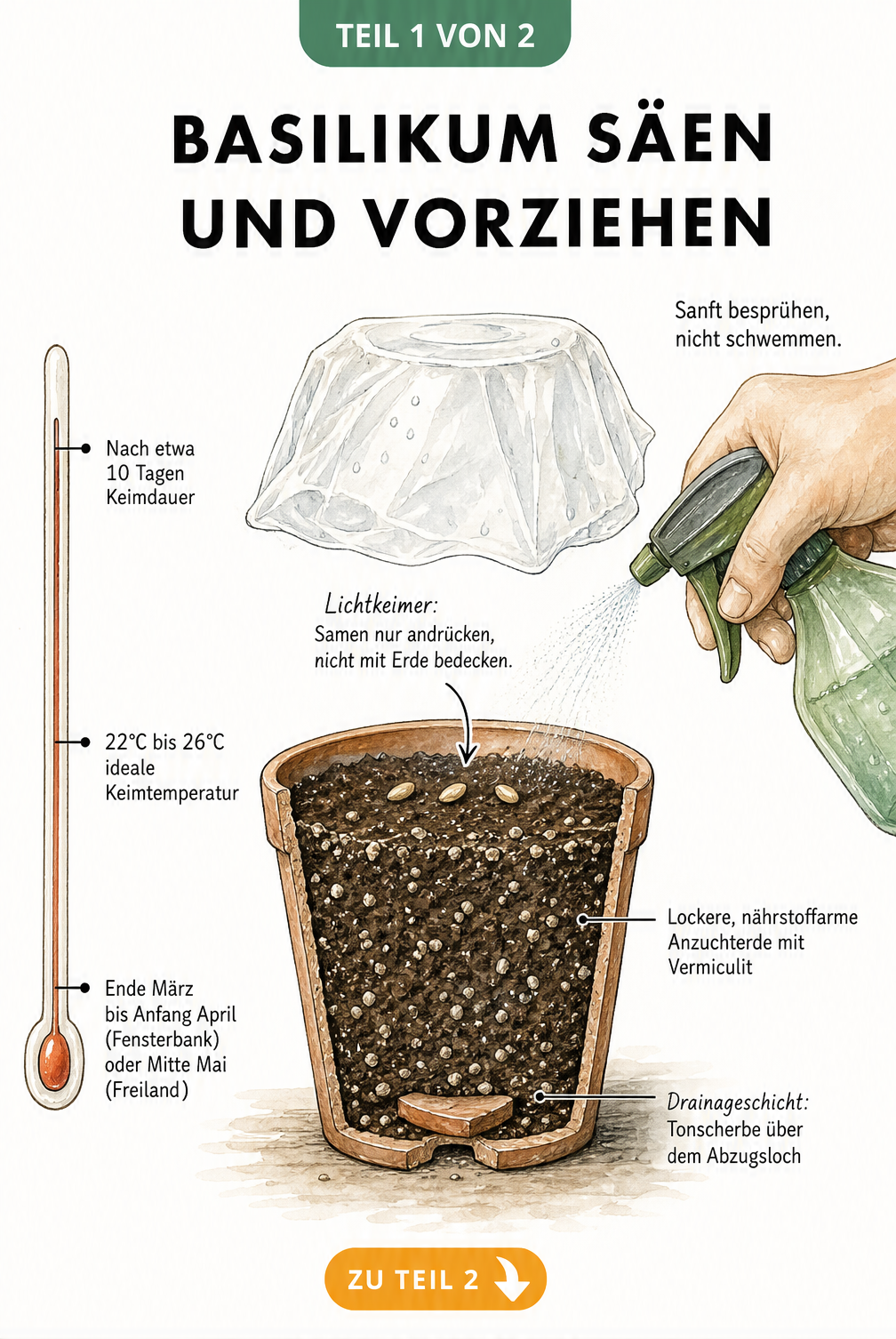 Schnittzeichnung eines Anzuchttopfes mit Basilikumsamen auf Anzuchterde, besprüht mit Wasser