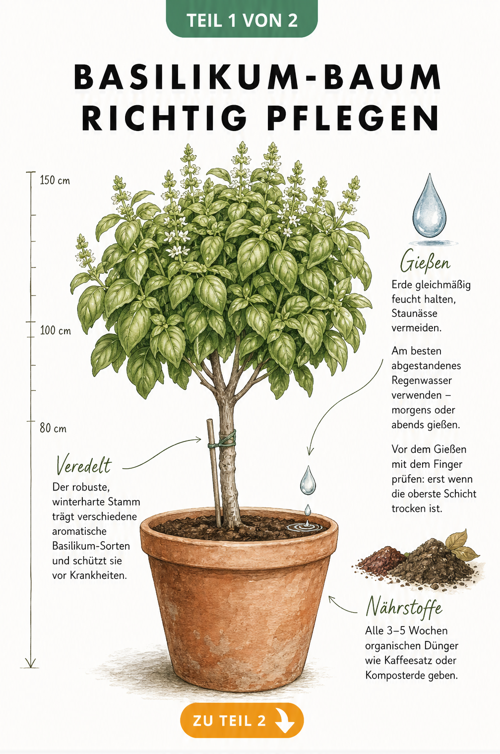 Botanische Illustration eines Basilikum-Baums im Terrakotta-Topf mit Pflegehinweisen zu Gießen, Düngen und Veredelung