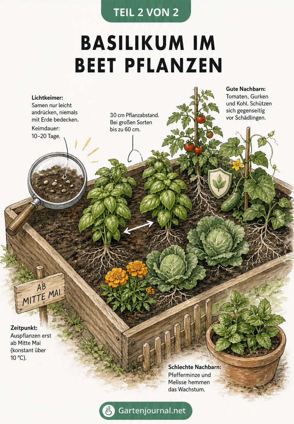Illustration eines Gartenbeets mit Basilikum, Aussaat-Tipps, Pflanzabstand und guten sowie schlechten Nachbarn